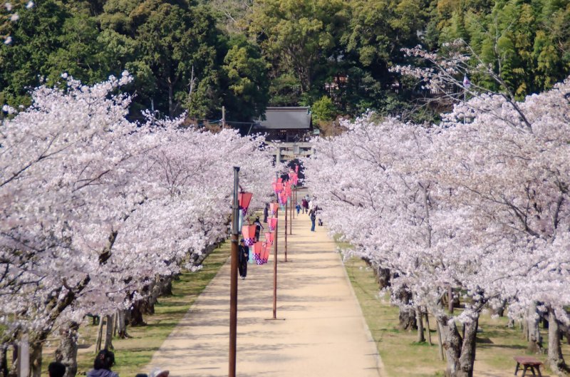 桜並木
